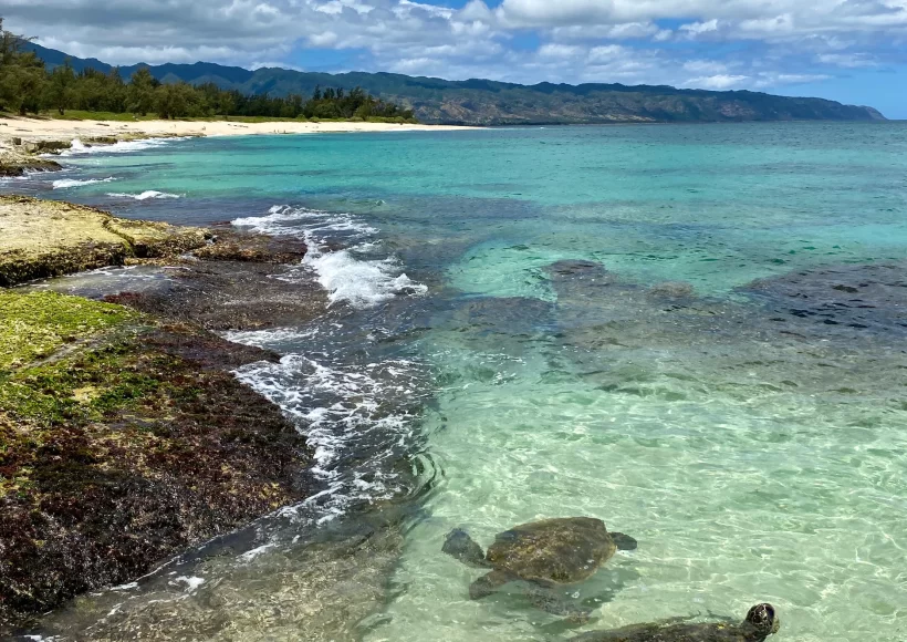 Two Hawaiian Green Sea Turtles swimming in the clear waters of the North Shore