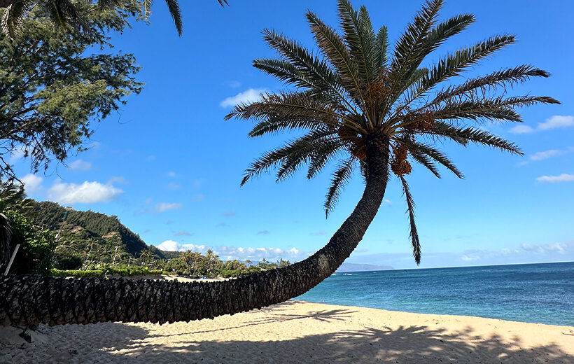 Curved palm tree on Sunset Beach, North Shore Oahu